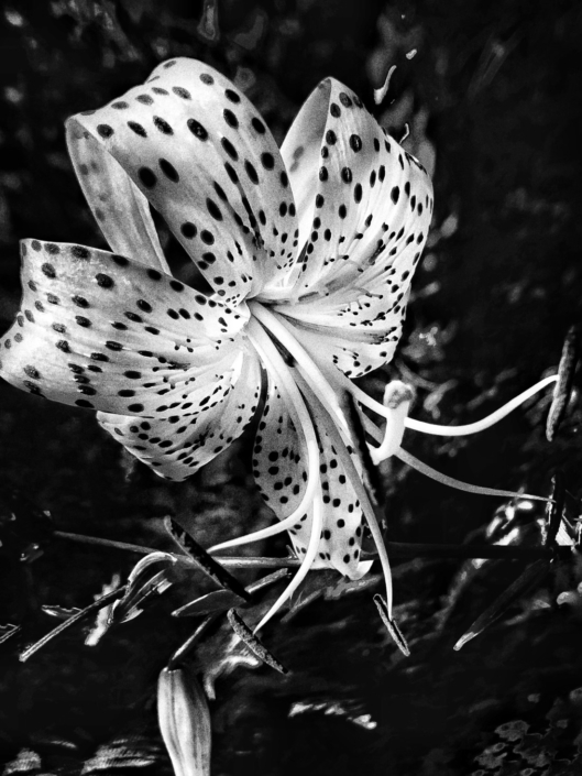 tiger lily