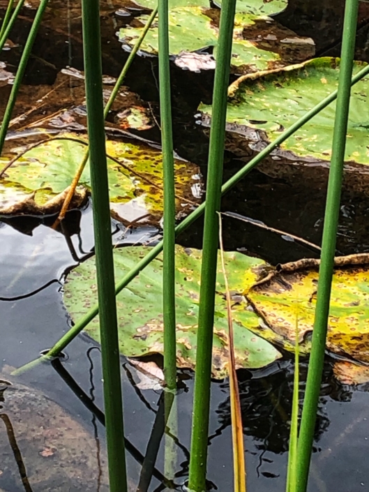 lily pads